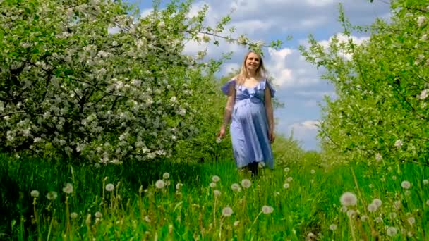 在苹果树盛开的花园里怀孕的女人 有选择的重点 — 图库视频影像