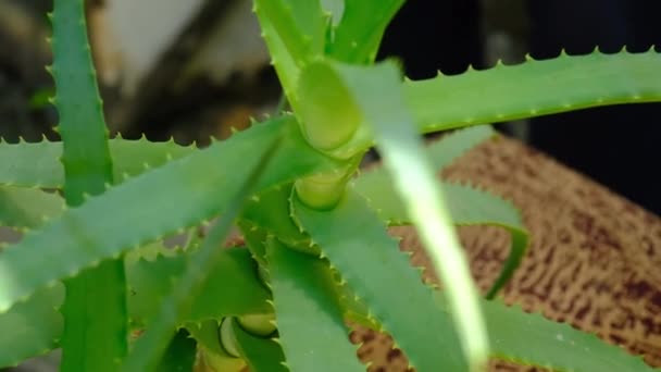 Növényi Virágcserép Gyógyaloe Vera Szelektív Fókusz Természet — Stock videók