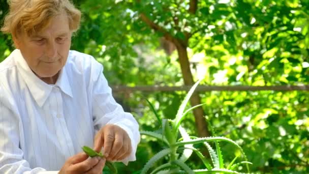 Женщина Исцеляет Цветочный Горшок Алоэ Выборочный Фокус Природа — стоковое видео