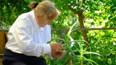 Aloe saksısını iyileştiren kadın. Seçici odaklanma. Doğa.