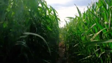 Tarlada yeşil buğday veya çavdar filizleri. Seçici odaklanma. Doğa.