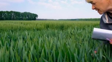 Buğday tarlasında bir kadın çiftçi kontrol ediyor. Seçici odaklanma. Doğa.