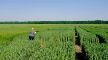Buğday tarlasında bir kadın çiftçi kontrol ediyor. Seçici odaklanma. Doğa.