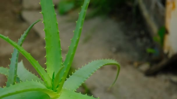 Doniczka Roślinna Leczniczy Aloes Vera Wybiórcze Skupienie Przyroda — Wideo stockowe