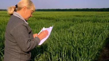 Buğday tarlasında bir kadın çiftçi kontrol ediyor. Seçici odaklanma. Doğa.