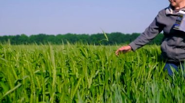 Buğday tarlasında bir kadın çiftçi kontrol ediyor. Seçici odaklanma. Doğa.