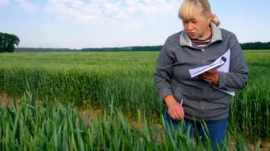 Buğday tarlasında bir kadın çiftçi kontrol ediyor. Seçici odaklanma. Doğa.