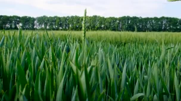 Eine Bäuerin Einem Weizenfeld Kontrolliert Selektiver Fokus Natur — Stockvideo