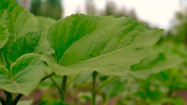 Ayçiçeği tarlada yetişir. Seçici odaklanma. Doğa.