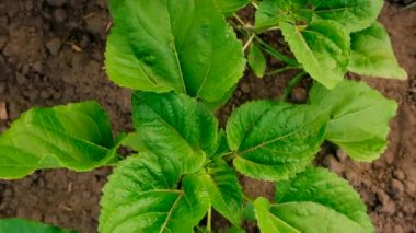 Ayçiçeği tarlada yetişir. Seçici odaklanma. Doğa.