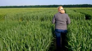 Buğday tarlasında bir kadın çiftçi kontrol ediyor. Seçici odaklanma. Doğa.