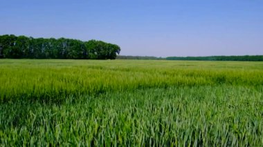 Tarlada yeşil buğday veya çavdar filizleri. Seçici odaklanma. Doğa.