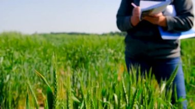 Buğday tarlasında bir kadın çiftçi kontrol ediyor. Seçici odaklanma. Doğa.