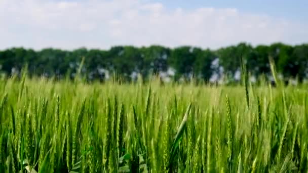 Ростки Зеленой Пшеницы Ржи Поле Выборочный Фокус Природа — стоковое видео