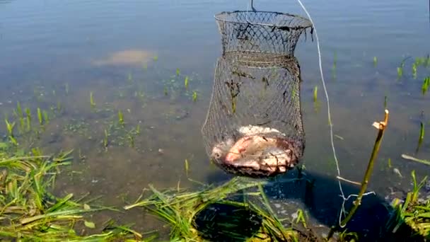 Lago Natureza Pesca Homem Captura Peixe Foco Seletivo Natureza — Vídeo de Stock
