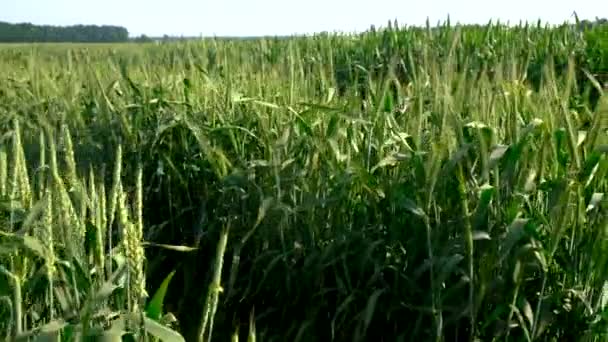 Ростки Зеленой Пшеницы Ржи Поле Выборочный Фокус Природа — стоковое видео