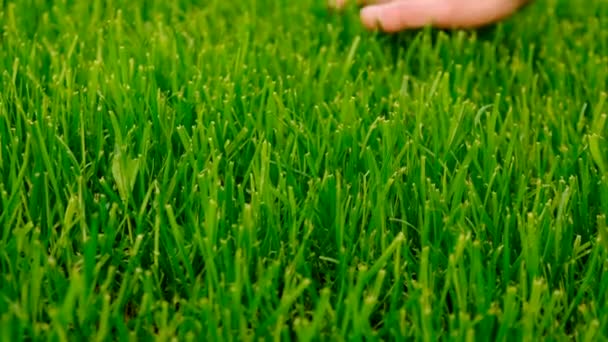 芝生と手のチェック 選択的フォーカス — ストック動画