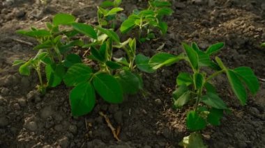 Tarlada taze soya filizleri. Seçici odaklanma. Doğa..
