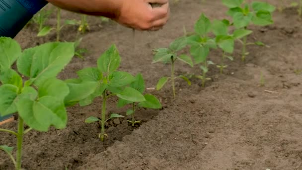 Male Farmer Planting Sunflower Field Selective Focus Nature — Stock Video