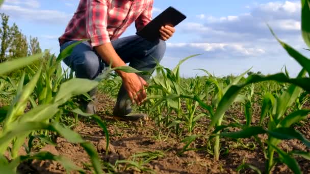 Male Farmer Corn Field Selective Focus Nature — Stock Video