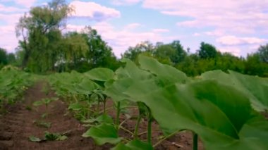 Ayçiçeği tarlada yetişir. Seçici odaklanma. Doğa.