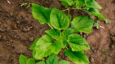 Ayçiçeği tarlada yetişir. Seçici odaklanma. Doğa.