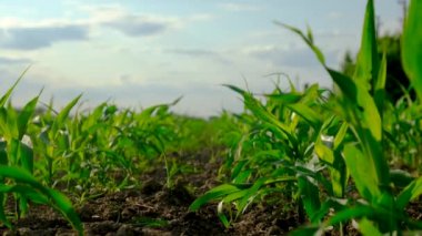 Tarlada taze mısır filizleri. Seçici odaklanma. Doğa.