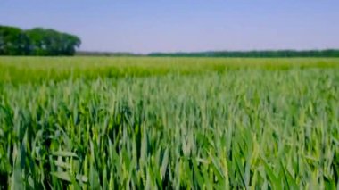 Tarlada yeşil buğday veya çavdar filizleri. Seçici odaklanma. Doğa.