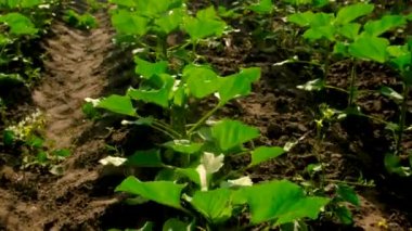 Ayçiçeği tarlada yetişir. Seçici odaklanma. Doğa.