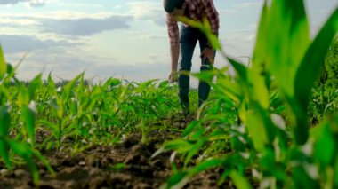 Mısır tarlasında bir erkek çiftçi. Seçici odaklanma. Doğa.