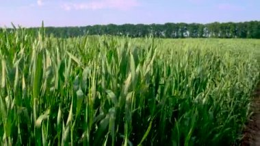 Tarlada yeşil buğday veya çavdar filizleri. Seçici odaklanma. Doğa.