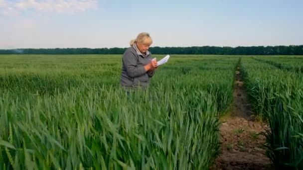 Uma Agricultora Num Campo Trigo Está Verificar Foco Seletivo Natureza — Vídeo de Stock
