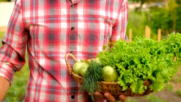 Male Farmer Harvesting Vegetables Garden Selective Focus Food — Stok Video