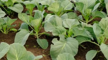 Haşerelerin ve hastalıkların lahana tedavisi. Seçici odaklanma. Doğa.