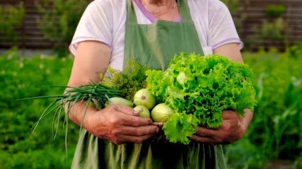 祖母は庭で野菜を収穫する 選択的フォーカス 食べ物 — ストック動画