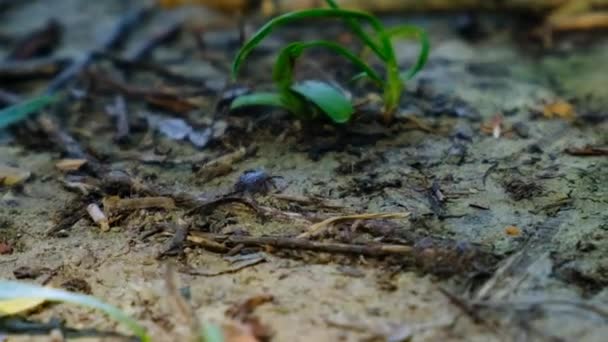 Seekor Kutu Merangkak Rumput Taman Fokus Selektif Alam — Stok Video