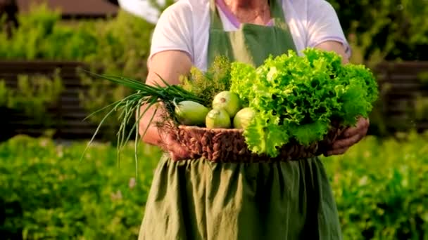 Mormor Skördar Grönsaker Trädgården Selektivt Fokus Livsmedel — Stockvideo