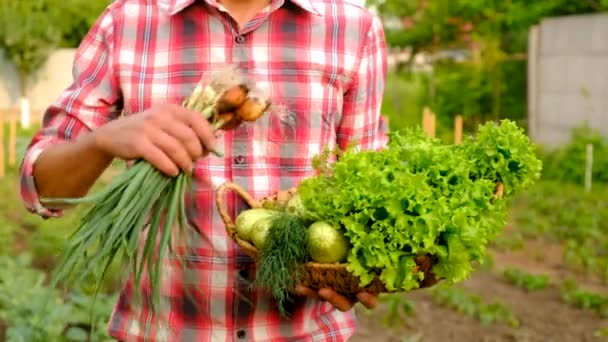 Male Farmer Harvesting Vegetables Garden Selective Focus Food — Stockvideo