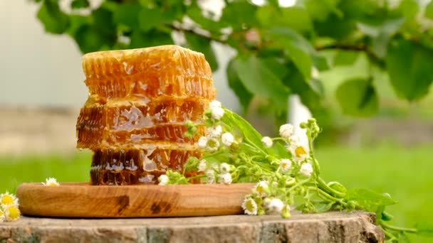 Harvest Honey Honeycombs Garden Selective Focus Food — Stock Video