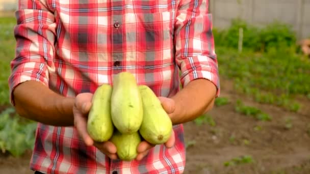 庭でズッキーニを収穫する男性農家 選択的フォーカス 食べ物 — ストック動画