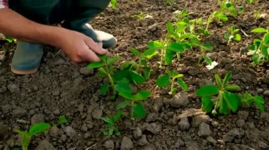 Tarlada taze soya filizleri. Seçici odaklanma. Doğa.