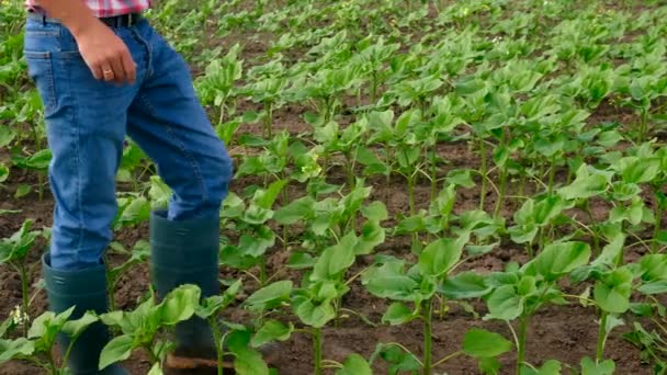 Hombre Agricultor Campo Girasoles Enfoque Selectivo Naturaleza — Vídeos de Stock