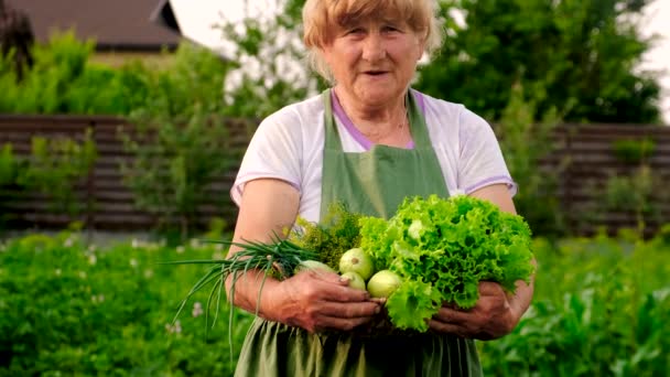 Nonna Raccoglie Verdure Giardino Concentrazione Selettiva Alimenti — Video Stock
