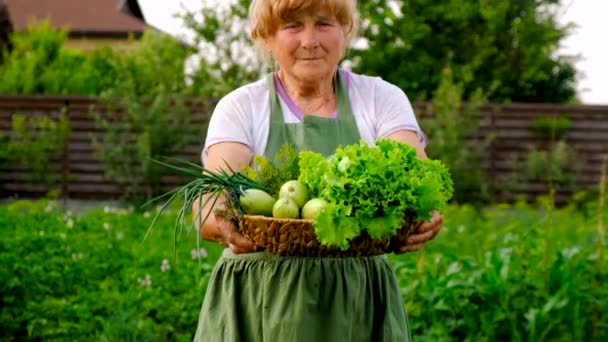 Grootmoeder Oogst Groenten Tuin Selectieve Focus Voedsel — Stockvideo