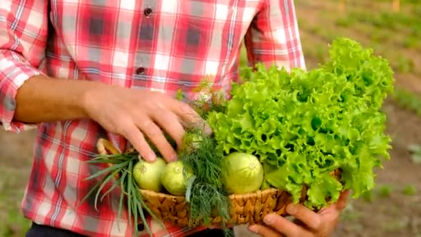 Male Farmer Harvesting Vegetables Garden Selective Focus Food — Vídeo de Stock