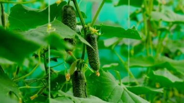 Salatalıklar hasatın dallarında asılı. Seçici odaklanma. yiyecek.