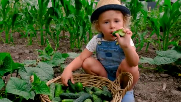 Ein Kind Erntet Gurken Einem Gewächshaus Selektiver Fokus Lebensmittel — Stockvideo