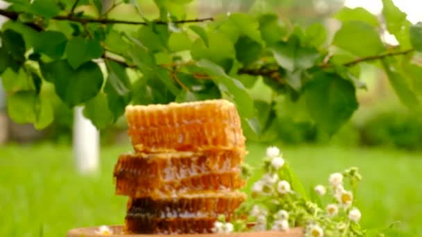 Harvest Honey Honeycombs Garden Selective Focus Food — Stock Video