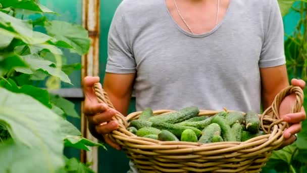 Ένας Αγρότης Μαζεύει Αγγούρια Θερμοκήπιο Επιλεκτική Εστίαση Τρόφιμα — Αρχείο Βίντεο