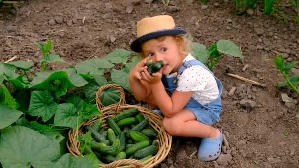 Ένα Παιδί Μαζεύει Αγγούρια Θερμοκήπιο Επιλεκτική Εστίαση Τρόφιμα — Αρχείο Βίντεο